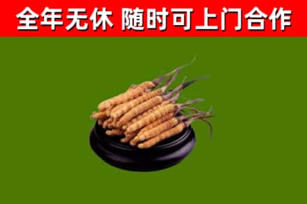 建华区回收散虫草
